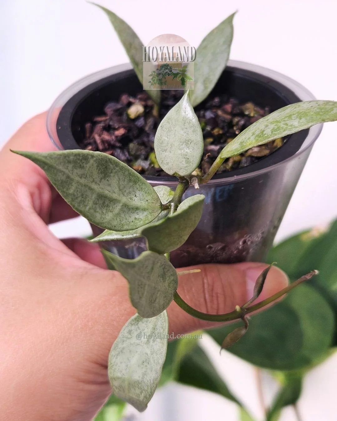 Hoya lacunosa“LOUISA'S SILVER”